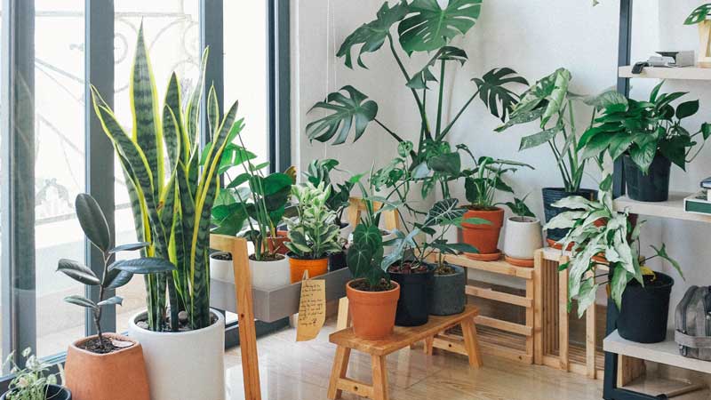Vacaciones sin Estrés: Cómo Cuidar tus Plantas este Verano si te Vas de Viaje