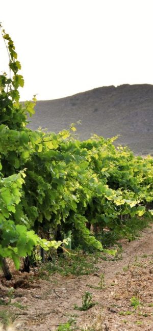 Viñedo Jumilla